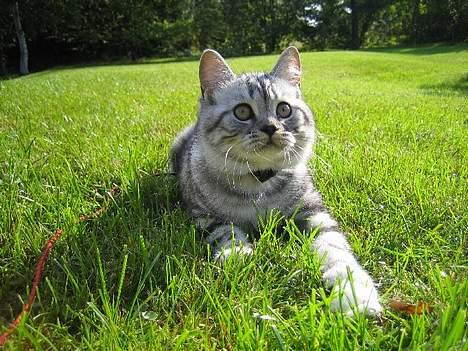 British Shorthair Qaiser billede 16