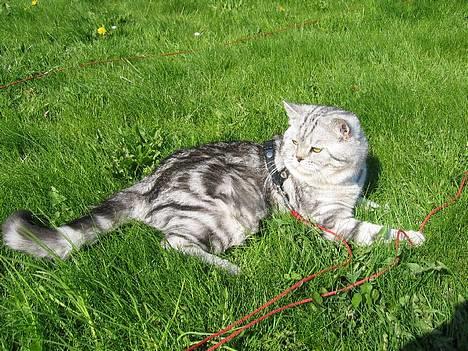 British Shorthair Qaiser - Maj 2006. Nyder det gode vejr med en gåtur i selen... billede 18