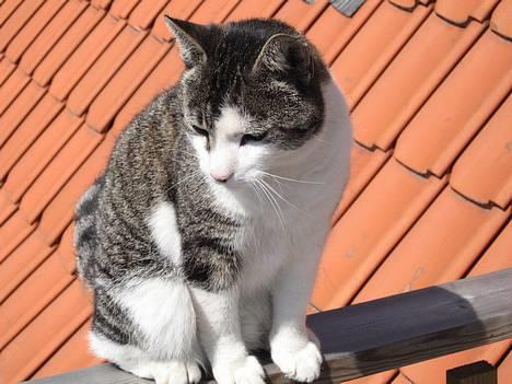 Huskat Charlie - her seder jeg og nyder den store runde kule der vamer mig ude på altanen.<3 Så må jeg jo bare håbe på der ikke er en vis person som skubber mig ned eller fanger mig.! billede 1