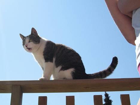 Huskat Charlie - miau .... mathilde ik al det der firkandet pjat som siger klik jeg skal nemlig ud og lege med mine venner.! billede 2
