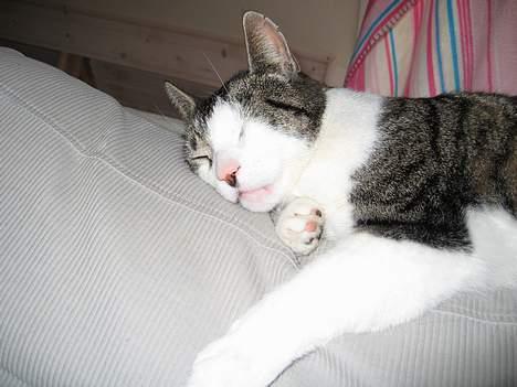 Huskat Charlie - zzzZzZzZZZZzZ(nam huset er af mad og taget er af tun mh sofaen er af beakon) savl billede 4