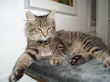 Blanding af racer Kiwi billede 6