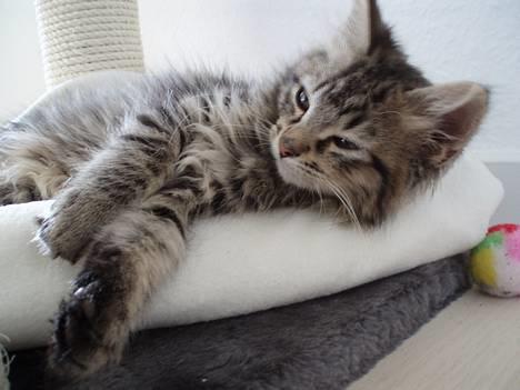 Blanding af racer Kiwi billede 7