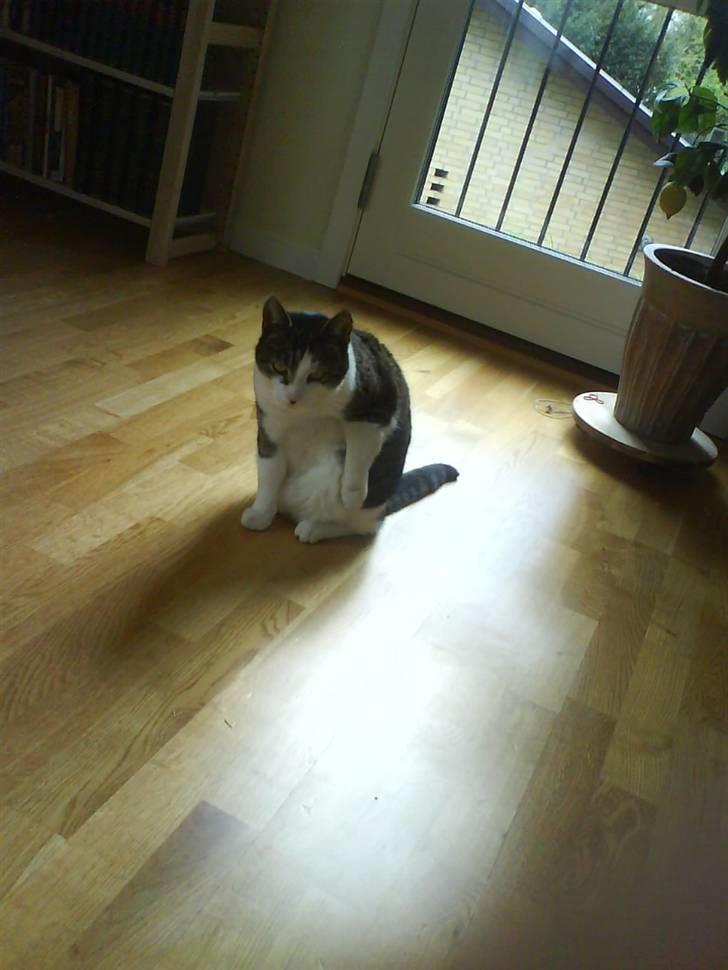 Huskat Charlie - ja og så har du tængt dig at jeg skal ligge her og være foto model ? Aldrig i livet jeg har andre ting at tage mig til som fx: at spise sove ¨lege og slike sol  billede 5