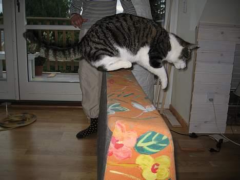 Huskat Charlie - jeg hopper 60 cm det er jo fantastisk gid jeg kunne hoppe højer :/ så kan der være at man får så mange katte piller så høt springet er ? billede 9