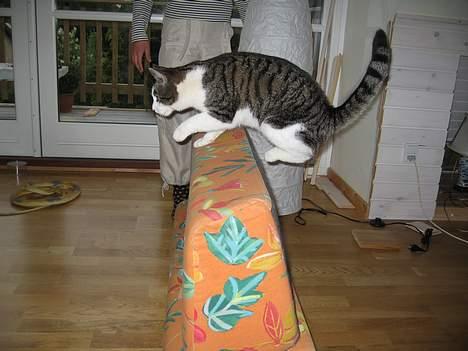 Huskat Charlie - ånej jeg kom til at røre med poten :/ men det op daget Mathilde ik :) håber jeg da for så får jeg moske ik en katte pille? billede 10