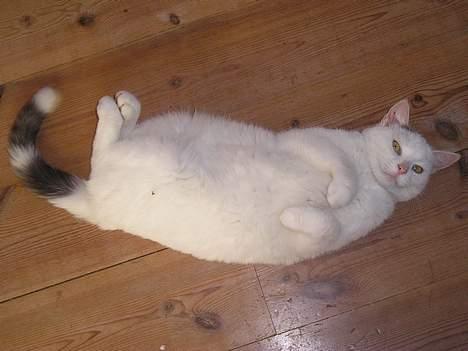 Blanding af racer Futji (Død) - Hun lå altid og sov på ryggen lige som her på billedet! Hun lå aldrig som andre katte! billede 2