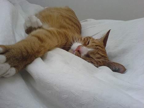 Huskat Helmut alias Mushi - zzz...zzz...zzz...  billede 1