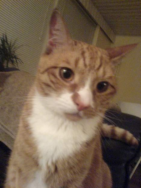 Huskat Helmut alias Mushi - Nej... nu vækkede du mig!!! billede 2