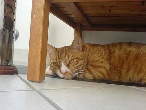 Huskat Helmut alias Mushi - zzz...zzz...zzz... billede 3