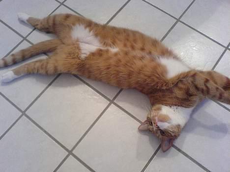 Huskat Helmut alias Mushi - Yaahh...gulvvarme rocks... billede 4