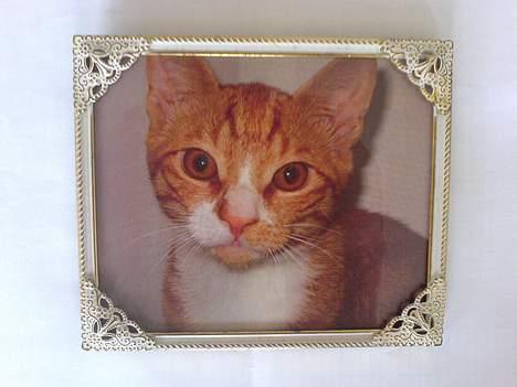 Huskat Helmut alias Mushi - Mushi-baby billede 5