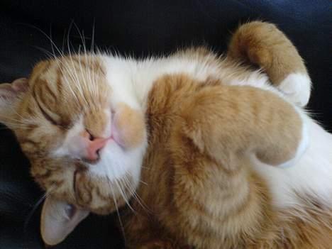 Huskat Helmut alias Mushi - rrrrhhhhrrrhhh.... billede 6