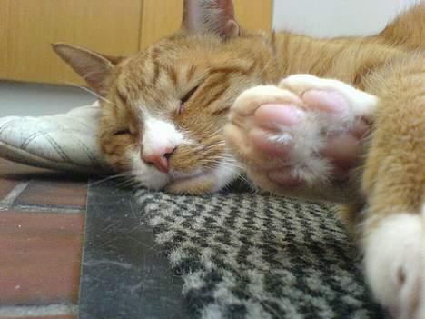 Huskat Helmut alias Mushi billede 7