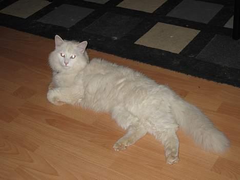 Norsk Skovkat Safir billede 13