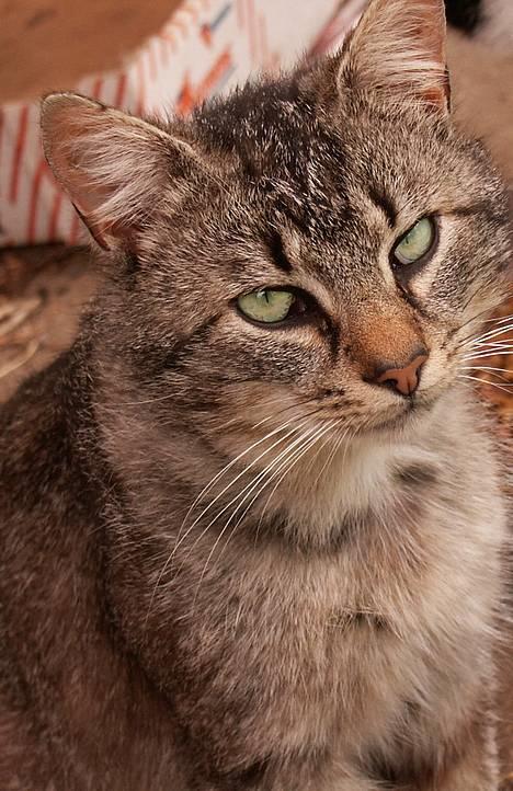 Blanding af racer Koda (Løbet væk) - Dette er mig, er jeg ikke smuk? billede 1