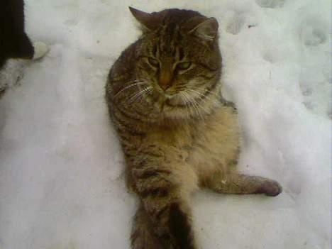 Blanding af racer Koda (Løbet væk) billede 2