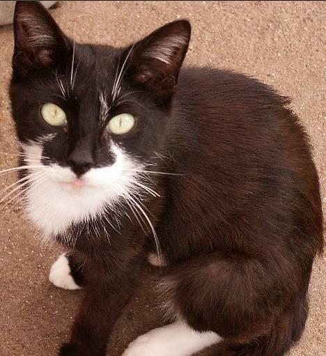 Blanding af racer Lucky - ARG!! Hvad gør det underlige tingest du klikker med? billede 1