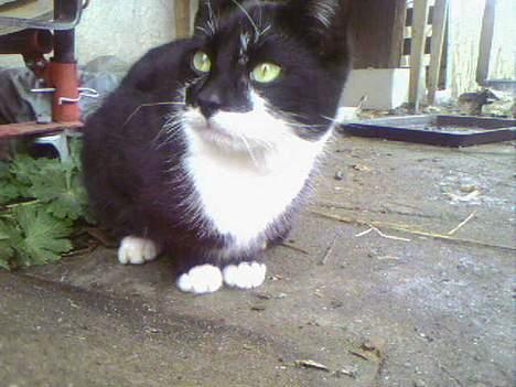 Blanding af racer Lucky billede 2