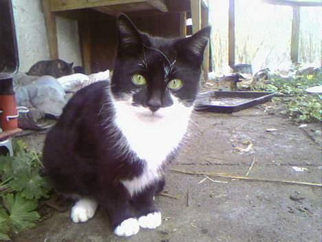 Blanding af racer Lucky billede 3