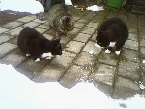 Blanding af racer Lucky - Mig, min bror Koda og min mor! billede 4