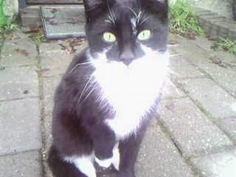 Blanding af racer Lucky billede 5