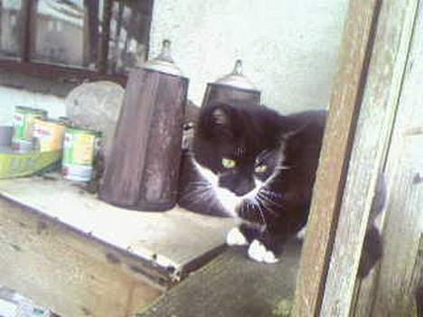 Blanding af racer Lucky - Ikke ligefrem det bedste, men det er mig. billede 6