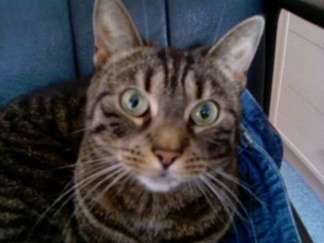 Huskat Feline - Hello! billede 12