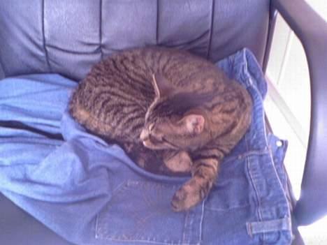 Huskat Feline - Sover på mors cowboybukser billede 13