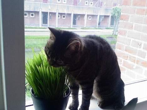 Huskat Feline - Kattegræs er godt billede 14