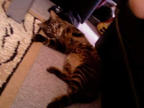 Huskat Feline - Oh rul rundt! billede 15