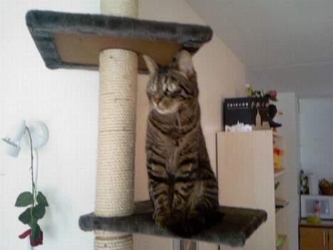 Huskat Feline - På sit legestativ... billede 16