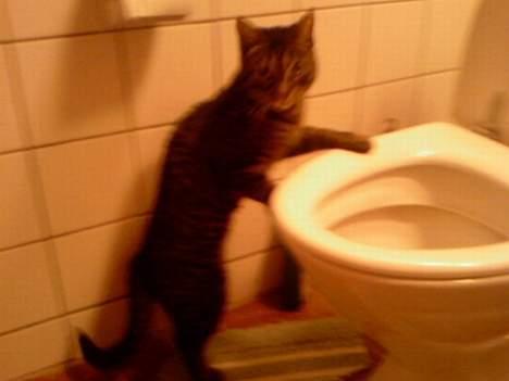 Huskat Feline - Jeg kan da også drikke af kummen :) billede 17