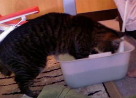 Huskat Feline - Jeg leger med vandet billede 18