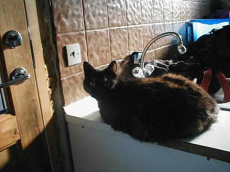 Huskat Didde - Ja her sidder jeg så, mon ikke de snart bliver færdige med det laven om, her i mit bryggers. billede 1