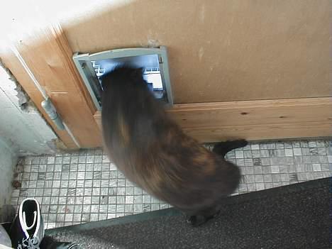 Huskat Didde - Jamen så fjern dog det kamera, jeg gider altså ikke fotografers. billede 2