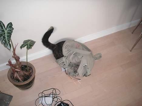 Huskat Gaia - Mmm... en NY taske! billede 4