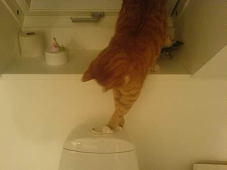 Huskat Helmut alias Mushi - Ja... så er han på spil igen med tønden... billede 8