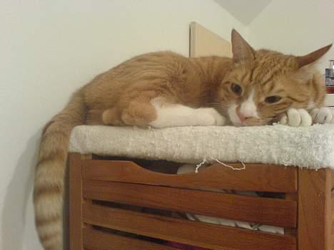 Huskat Helmut alias Mushi - Gaaab.... billede 9