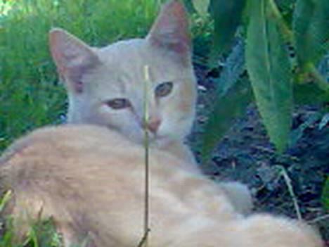 Huskat Casper <'3Miin<'3 - Nyt legetøj ? billede 1