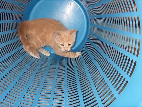 Huskat Casper <'3Miin<'3 - Haha, her finder ingen mig !   - Eller hvad ? billede 2