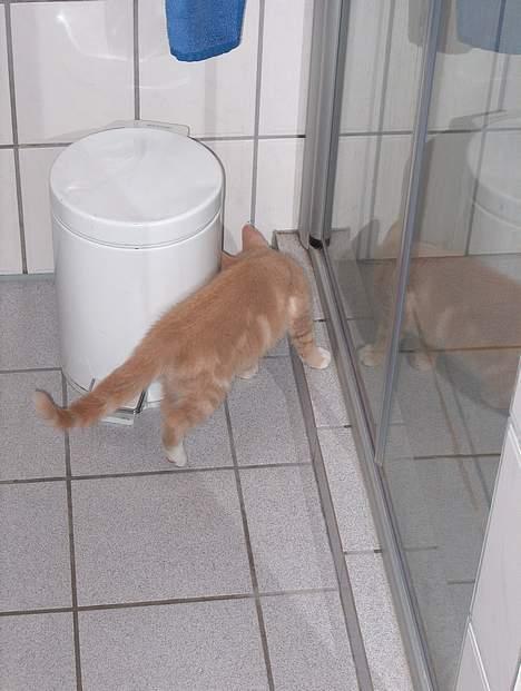 Huskat Casper <'3Miin<'3 - På opdagelse på badeværelset billede 3