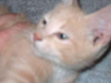 Huskat Casper <'3Miin<'3 - Ahhh, det her nyder jeg <´3 billede 4