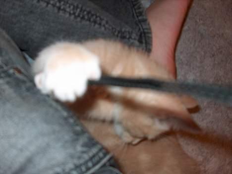 Huskat Casper <'3Miin<'3 - Casper !    - Det er altså ik´ kamerat du skal lege med :´p billede 5