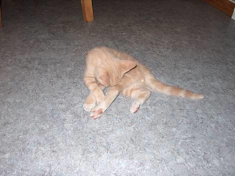 Huskat Casper <'3Miin<'3 - Jaa, man skal vel oss´ vaske sig lidt ! billede 6