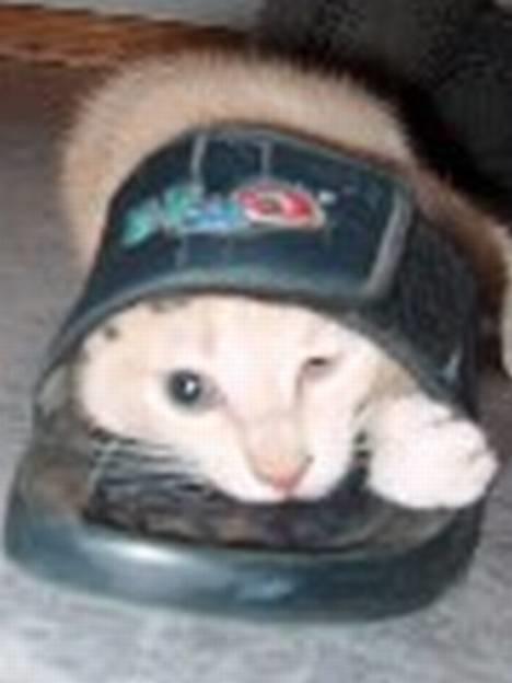 Huskat Casper <'3Miin<'3 - Mit BEDSTE legetøj <´3   Så kan jeg gemme miiiiig .   Hehe .    Ingen Finder mig, NOGENSINDE <´3 billede 8