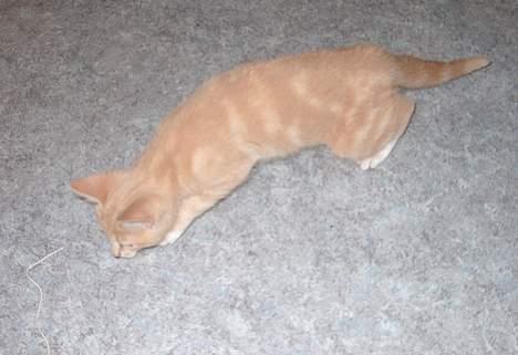 Huskat Casper <'3Miin<'3 - Mit næst bedste legetøj <´3 billede 9