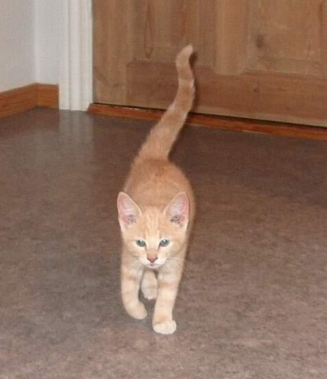 Huskat Casper <'3Miin<'3 - Triine, nu kommer jeg <´3 billede 10