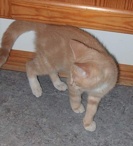 Huskat Casper <'3Miin<'3 - Ejjjj, nogle forstyre jo, min leg ! billede 11