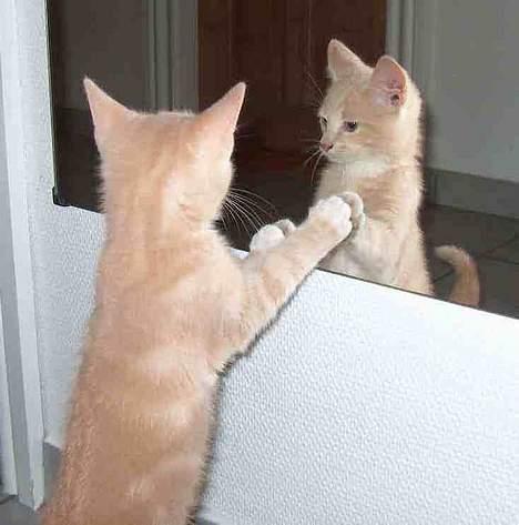 Huskat Casper <'3Miin<'3 - Aha !   En FaaaaRLIG kat, prøver at for følge mig ! billede 12